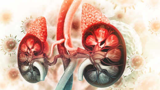 kidneys and adrenal glands