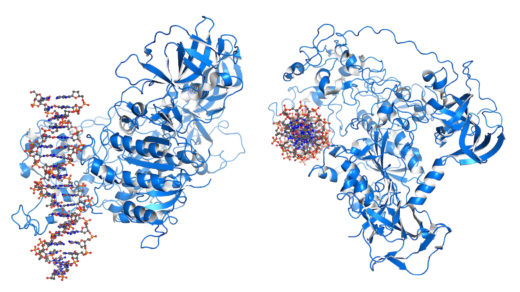 DNMT3 is an enzyme from a group of DNA methlytransferases, which modify DNA in order to regulate gene expression and activity.