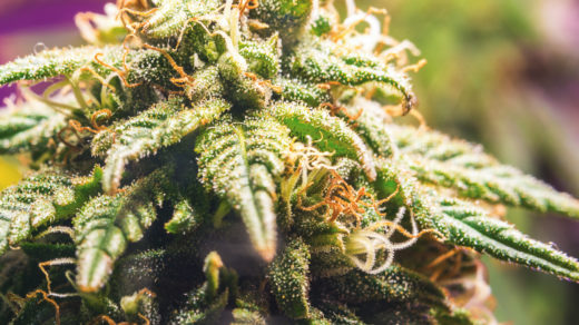 Close up of female Cannabis flower with a high production of cannabinoid resin