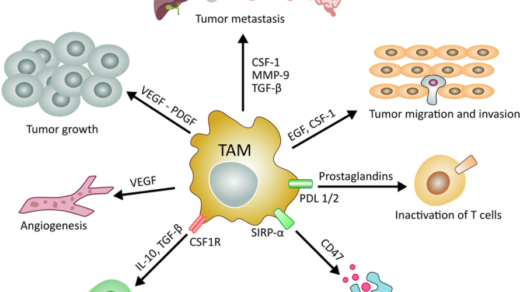Figure 1: Main roles of tumor associated macrophages in cancer development and maintenance.