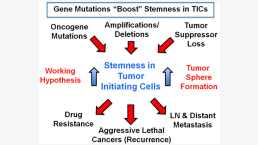 Figure 16: A mutation-independent approach to cancer therapy.