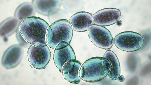 Saccharomyces cerevisiae yeast, 3D illustration. Microscopic fungi, baker's or brewer's yeast, are used as probiotics to restore normal flora of intestine.