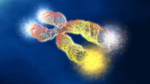 Chromosome with shortened telomeres
