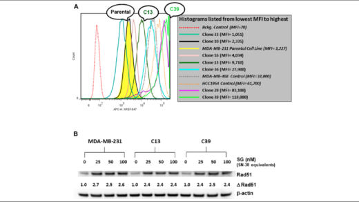 Figure 2: FACS analysis of various MDA-MB-231 Trop-2-transfectants and assessment of SG-mediated changes in Rad51 expression.