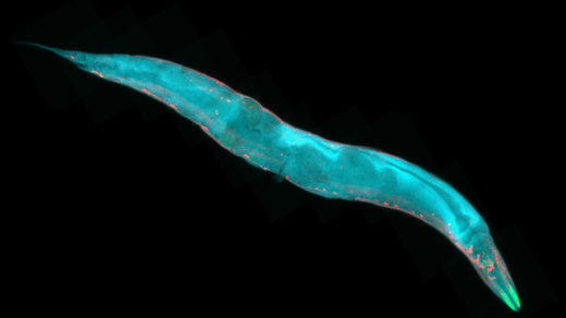 Caenorhabditis elegans
