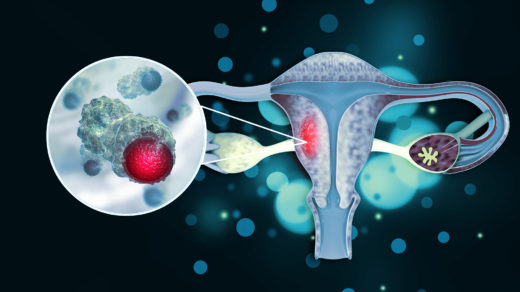 The female reproductive system