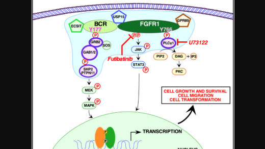 Figure 6: Signaling pathways activated by BCR-FGFR1.
