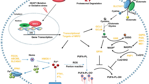 Figure 1: KEAP1-NRF2 axis and its molecular effectors in the regulation of ferroptosis.
