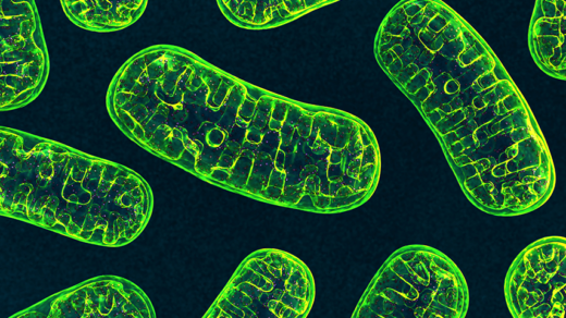 Can the Creatine Shuttle be Targeted to Fight Colorectal Cancer?