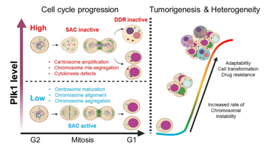 Figure 1: The role of PLK1 in tumorigenesis and cancer heterogeneity. GEM Model