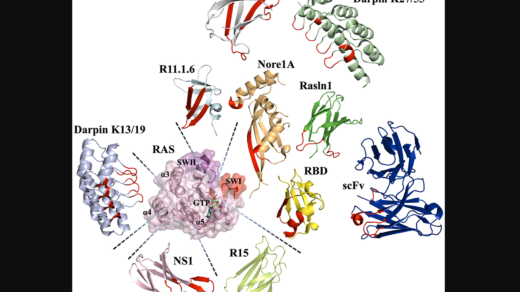 Figure 3: Various scaffolds utilized to engineer binders to Ras and their binding epitopes. Targeting Ras in Cancer Therapies: Advances in Protein Engineering