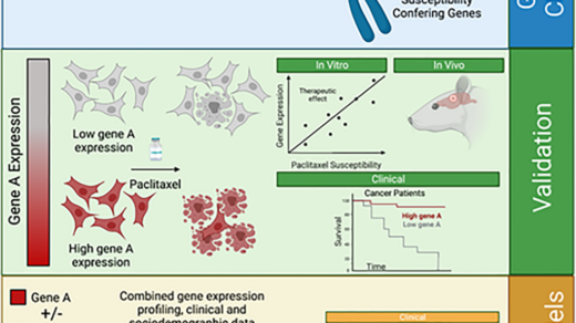 Figure 1: From genome-wide CRISPR screen to the creation of combined predicting models.