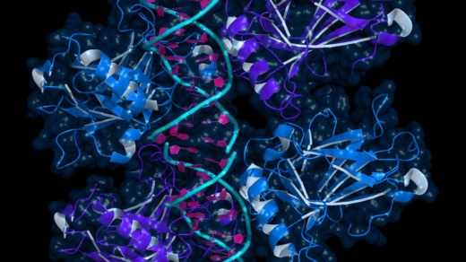 Ribbon model of p53 protein bound to DNA molecule. p53 (aka tumor protein 53) is a transcription factor whose inactivation can trigger the onset of cancer.