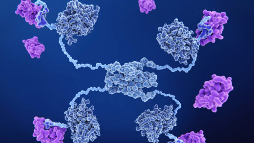 MDM2 PRoteine binden an dem p53 tumor suppressor und deaktivieren es.