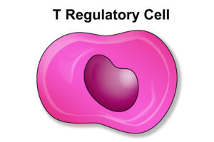 T regulatory cell or lymphocyte of immune system