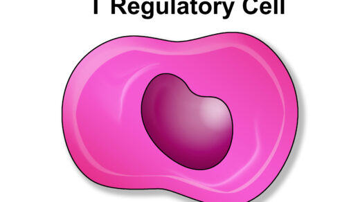 T regulatory cell or lymphocyte of immune system